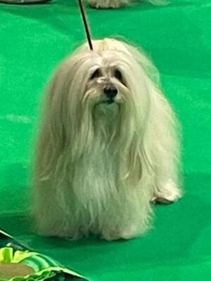 Crufts 2023