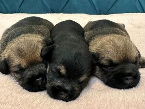 The Border Puppies