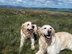 Maple (left) on the fells