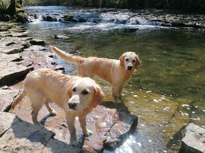 Henrietta (Back) Daughter Maple (Front)