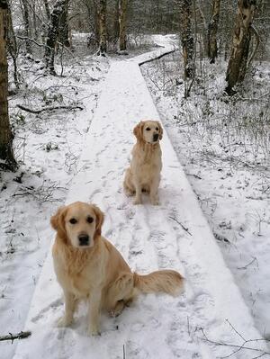 Maple (Front) in the Snow