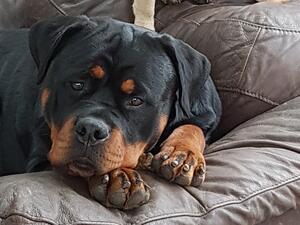 Ruby