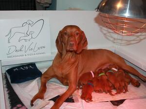 Mum with puppies