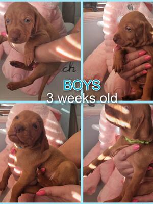 4 Boys