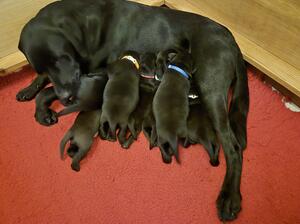 Pips litter 2024