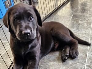 One male puppy (Dion) unreserved
