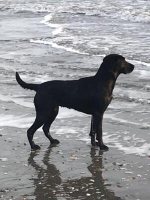 Pip on the beach