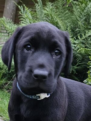Dion ready for forever home