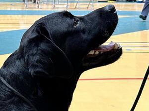 Angus