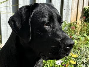 Teddy