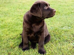 Willow