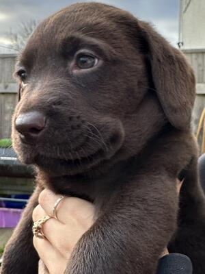 6 weeks old