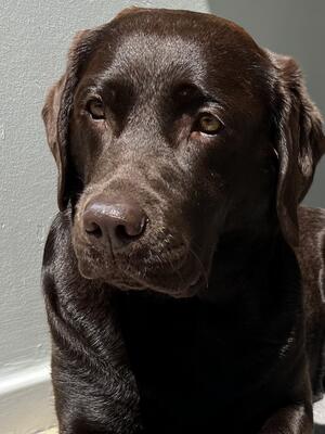 Willow