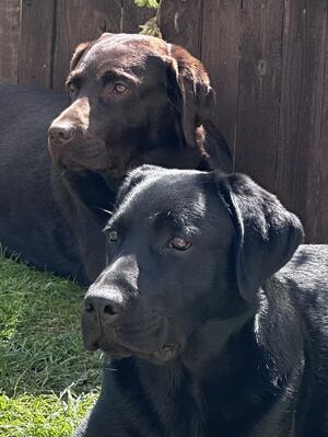 Willow and Teddy