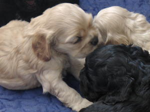 Pups @ 4 weeks old