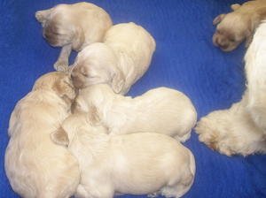 Pups 1 week old
