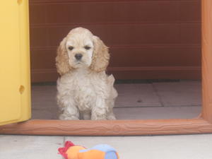 Pups after 1st hair trim 5 weeks old