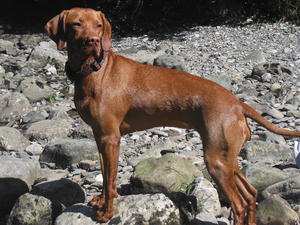 Cinnamon