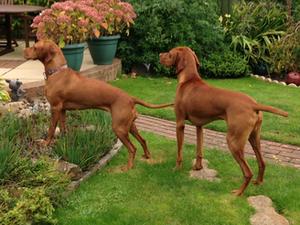 Cinnamon & Copper