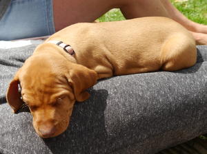 Remaining bitch at 6 weeks old