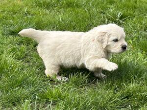 pups