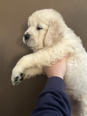 pups
