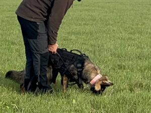 12month old female currently working in IGP