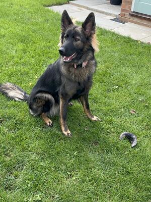 12month old female currently working in IGP
