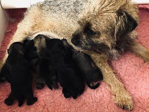Maisie with pups