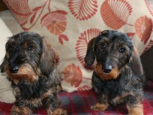 Muffin and Sofia