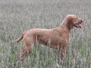 Zoldmali Duna at Genlusa