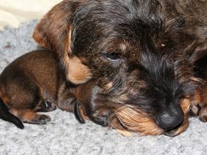 Mini Muffin