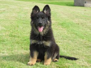 Ten week old puppy