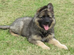 Ten week old puppy