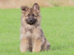 Female Puppy at 10 Weeks