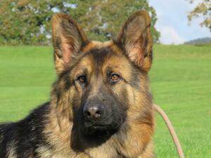 Llynvees Angel
