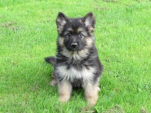Female puppy at 10 weeks