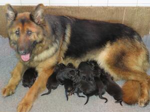 Mum and pups