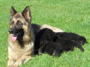 Mum and Pups