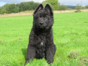 Female puppy at 10 weeks