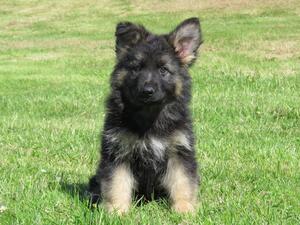 Puppy at Eight Weeks
