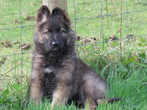 Male Puppy at 10 Weeks