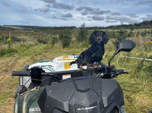 Megstones Maverick - Mav