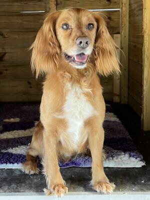 Benji 'Rhapsody Dancer'