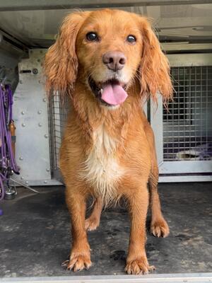 Benji 'Rhapsody Dancer'