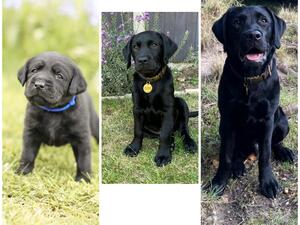 One of Ruby’s litter unto 6 months