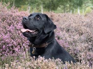 Ruby aged 19 months