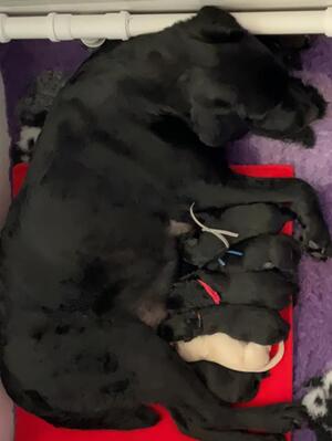 Ruby and pups 03/04/23