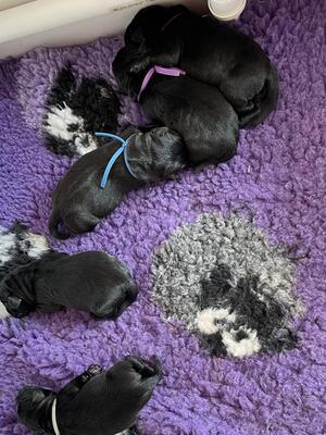 Black puppies