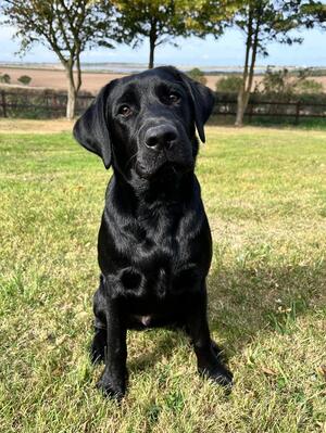 Tank - one of Ruby's offspring ( 6 months old)